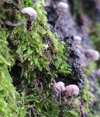 Mycena meliigena