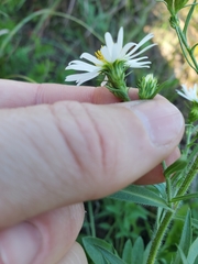 Symphyotrichum pilosum