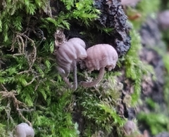 Mycena meliigena
