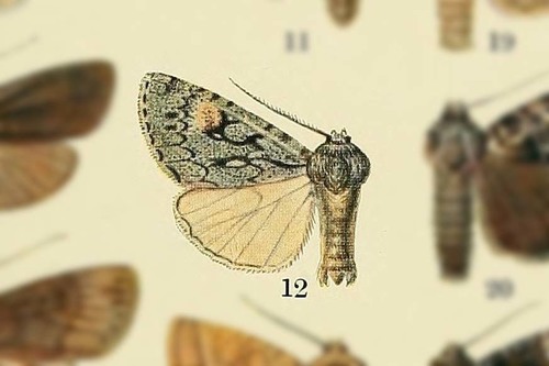 Xestia gelida
