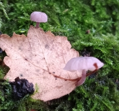 Mycena meliigena