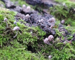 Mycena meliigena