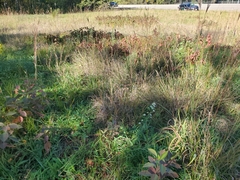 Symphyotrichum pilosum