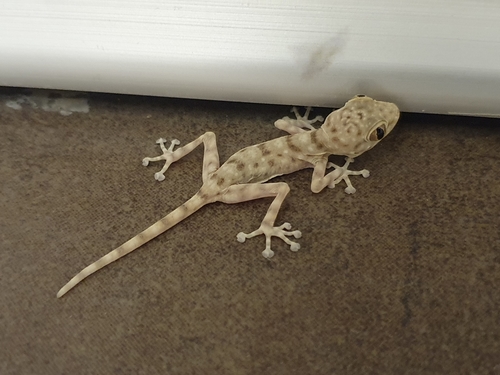 Sinai Fan-fingered Gecko