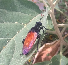 Protomydas rubidapex