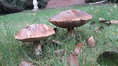 Boletus reticulatus