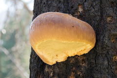Fomitopsis schrenkii
