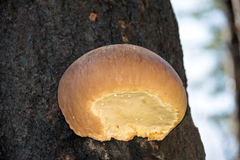 Fomitopsis schrenkii