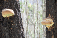 Fomitopsis schrenkii