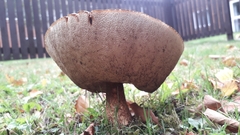 Boletus reticulatus