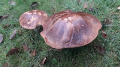 Boletus reticulatus