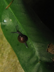 Microcystina