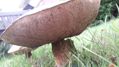 Boletus reticulatus