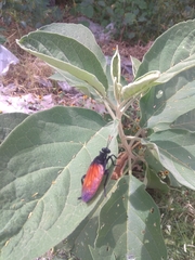 Protomydas rubidapex