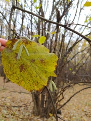 Corylus avellana