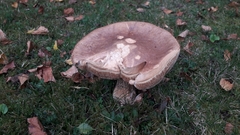 Boletus reticulatus