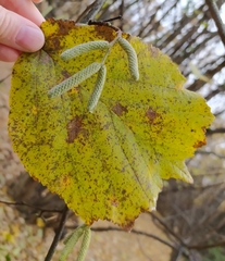 Corylus avellana