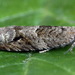 Holly Tortrix - Photo (c) Andrey Ponomarev, some rights reserved (CC BY-NC), uploaded by Andrey Ponomarev