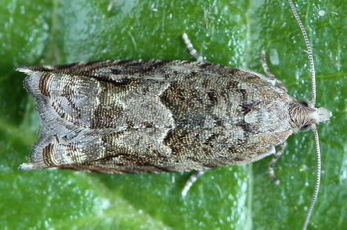 Holly Tortrix, photo 2 of 10