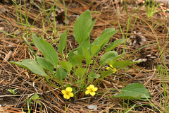 Viola praemorsa linguifolia
