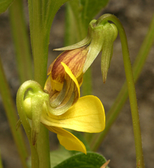 Viola praemorsa linguifolia