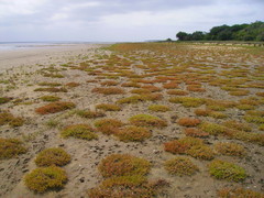 Salicornia natalensis