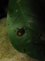 Microcystina