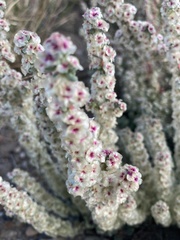 Halogeton