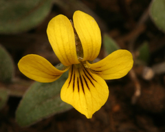 Viola praemorsa linguifolia