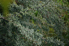 Caragana spinosa