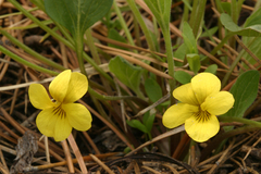 Viola praemorsa linguifolia