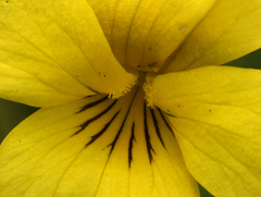 Viola praemorsa linguifolia