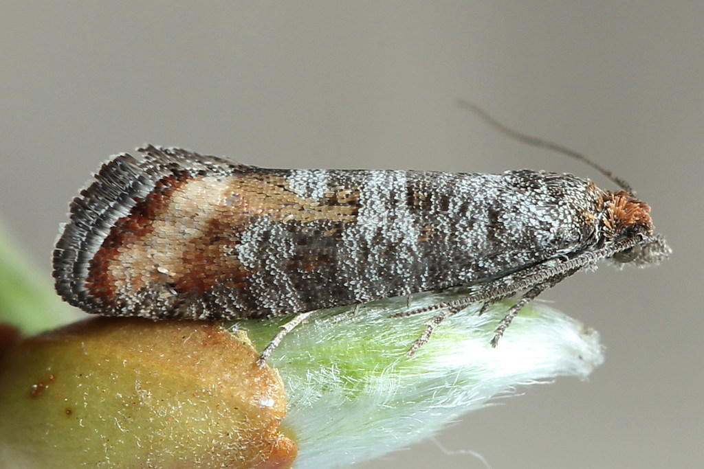 Rhyacionia duplana