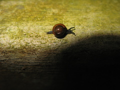 Microcystina