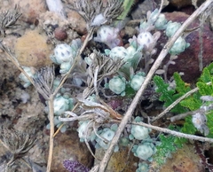 Stylocline gnaphaloides