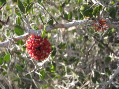 Castela peninsularis