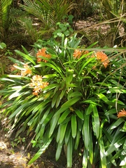Clivia
