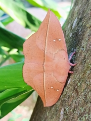 Lonomia electra