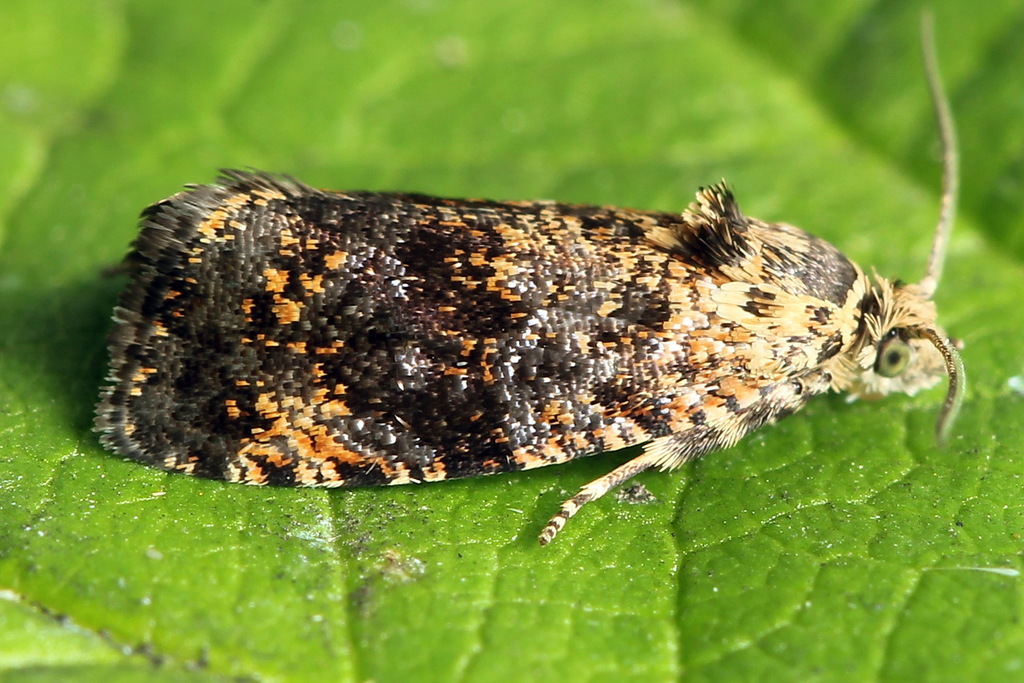 Selenodes karelica