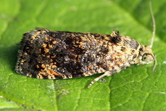 Selenodes karelica