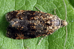 Selenodes karelica