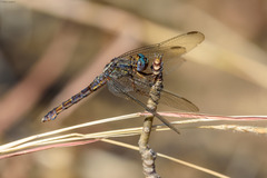 Orthetrum azureum