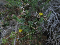 Bajacalia tridentata