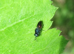 Pseudomalus auratus