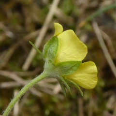 Potentilla pyrenaica