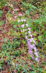 Liatris gracilis