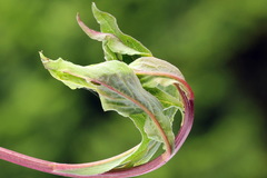 Sparganothis pilleriana