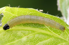 Sparganothis pilleriana