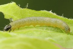 Sparganothis pilleriana