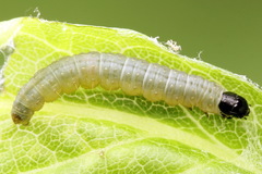 Sparganothis pilleriana